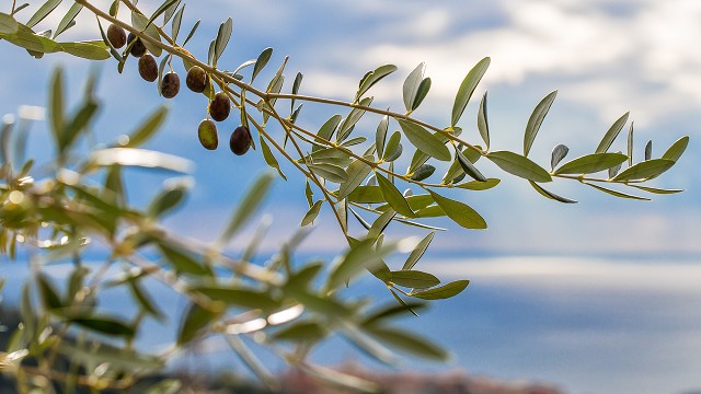 ricetta patè di olive | olio di oliva acidi grassi saturi | olive taggiasche prezzo al kg