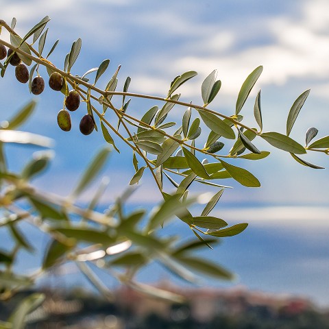 ligurian olive oil near me | liguria olive oil toronto