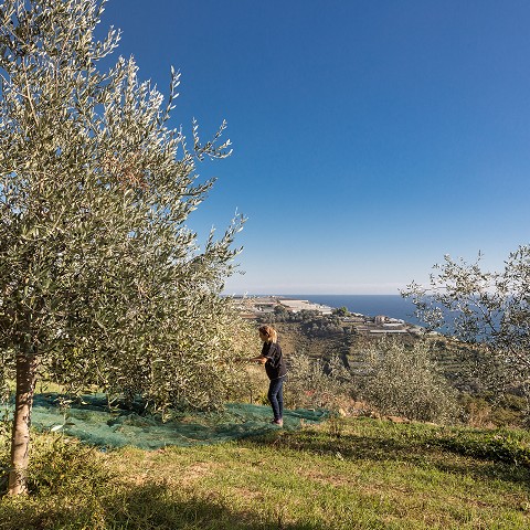 olive taggiasche in salamoia conservazione | visitare frantoio liguria | olio oliva taggiasca bio